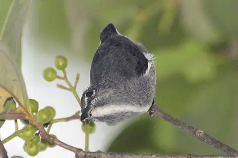 Spectacled Flowerpecker