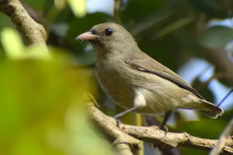 Pale-billed Flowerpecker