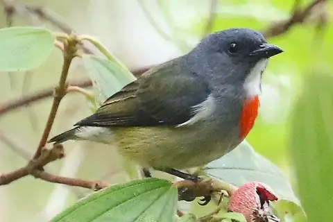 Buru Flowerpecker