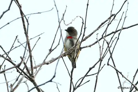 Red-banded Flowerpecker