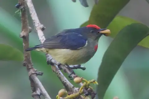 Red-capped Flowerpecker