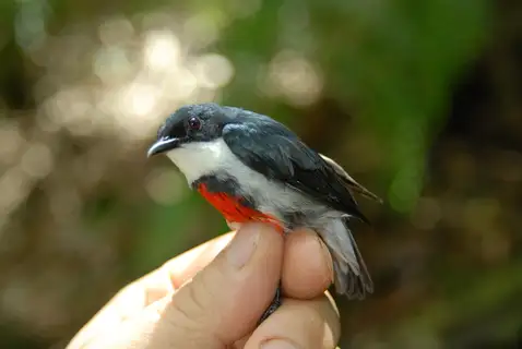 Black-belted Flowerpecker