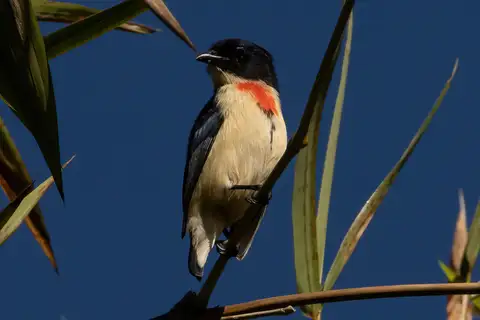 Timor Flowerpecker