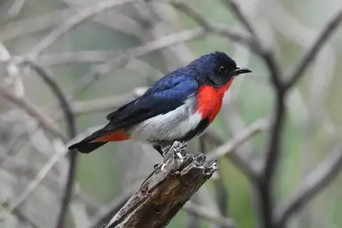 Mistletoebird