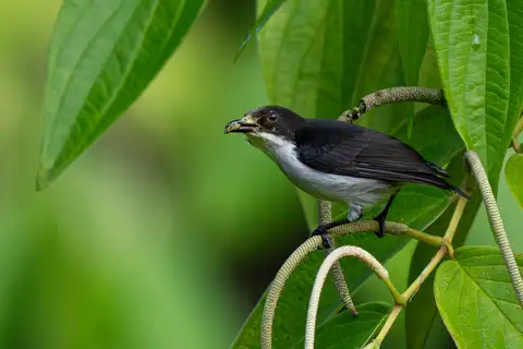 Buzzing Flowerpecker