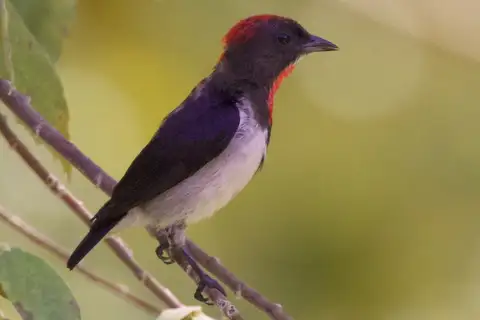 Black-fronted Flowerpecker