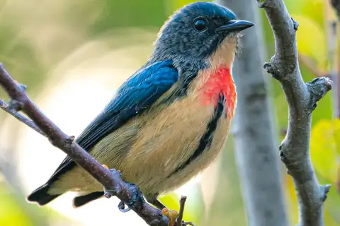 Fire-breasted Flowerpecker