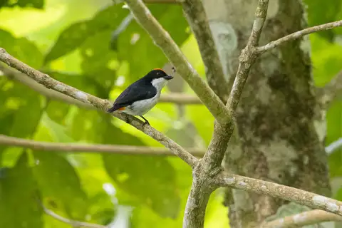Flame-crowned Flowerpecker