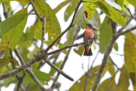 Pink-breasted Flowerpecker