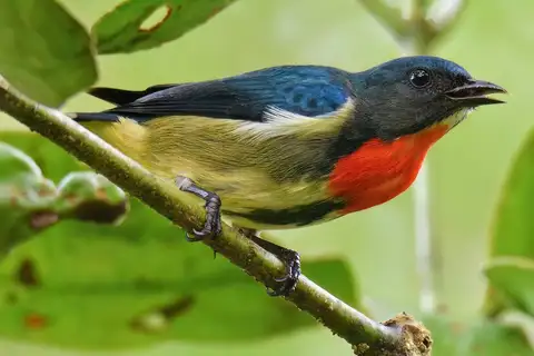 Fire-throated Flowerpecker