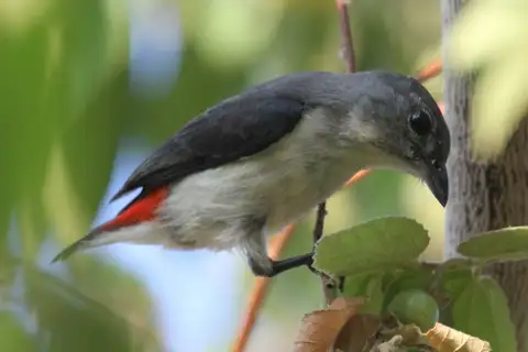Red-chested Flowerpecker