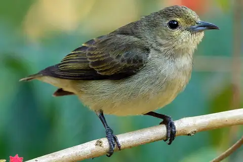 Plain Flowerpecker