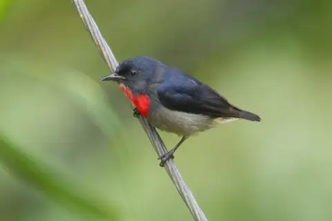 Black-sided Flowerpecker