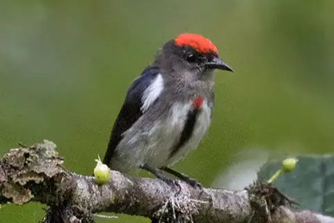 Crimson-crowned Flowerpecker