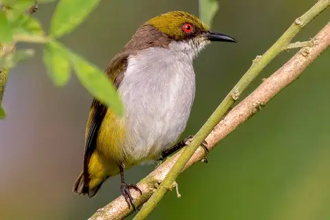 Olive-capped Flowerpecker