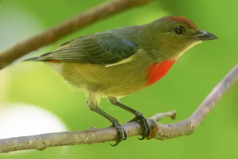 Louisiade Flowerpecker