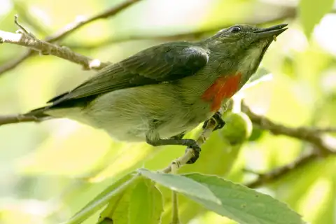 Olive-crowned Flowerpecker