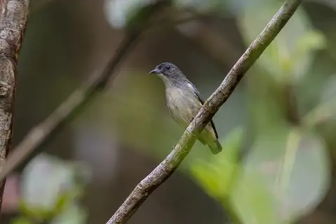 Pygmy Flowerpecker