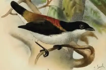 Cebu Flowerpecker