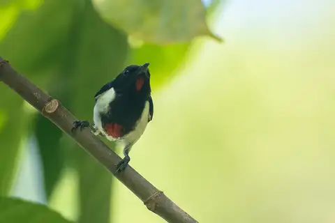 Scarlet-collared Flowerpecker