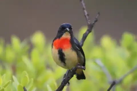 Flores Flowerpecker