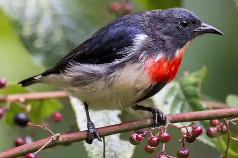 Javan Flowerpecker