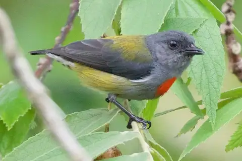 Halmahera Flowerpecker
