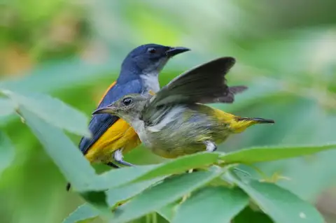 Orange-bellied Flowerpecker