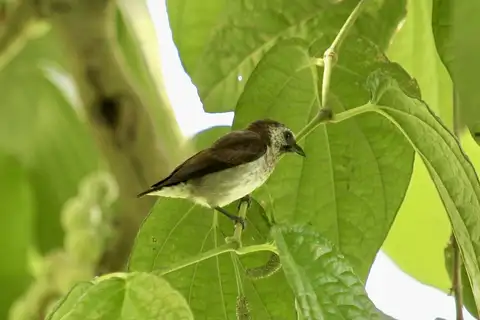 Mottled Flowerpecker
