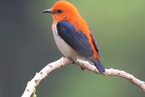 Scarlet-headed Flowerpecker
