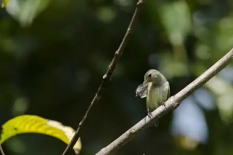 Andaman Flowerpecker
