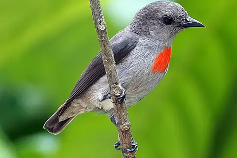 Ashy Flowerpecker