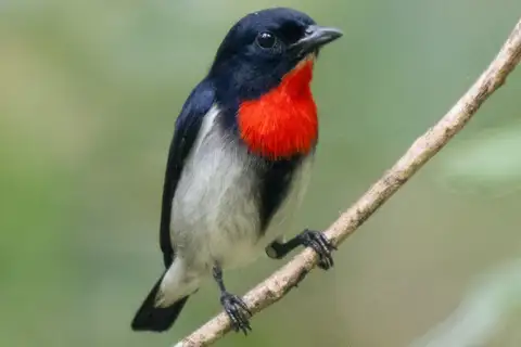 Sumba Flowerpecker