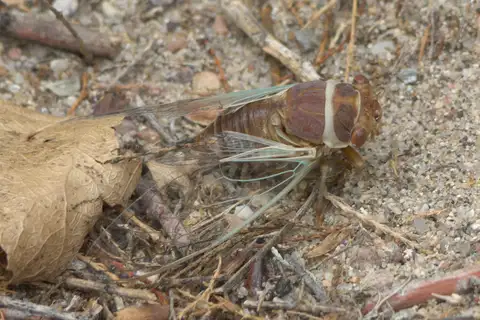 Citrus Cicada