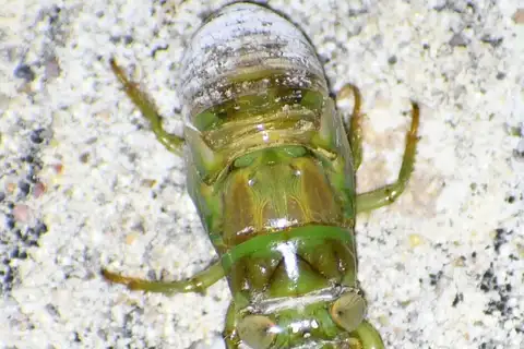 Verdant Plain Flag-Bearer