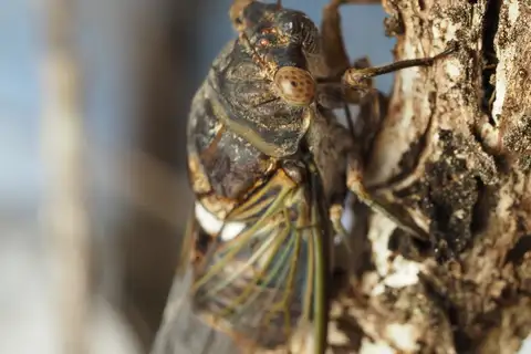 Florida Keys' Scrub Cicada