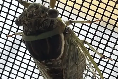 Little Cayman Cicada
