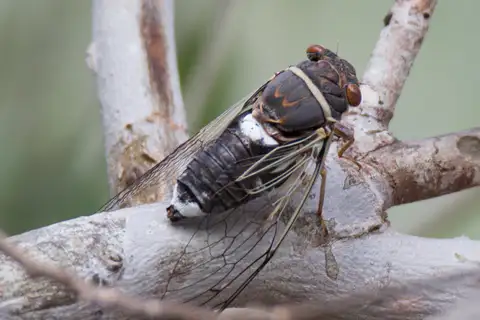Diceroprocta cinctifera