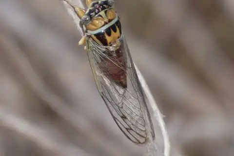 Delicate Flag-Bearer