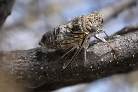 Tablelands Flag-Bearer