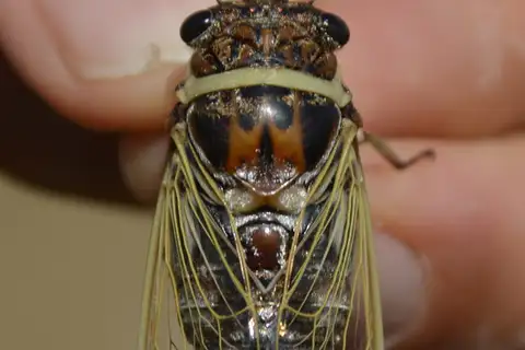 Scrub Cicada