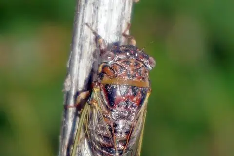 Olympic Scrub Cicada