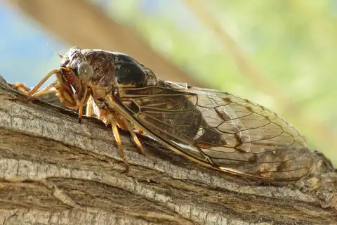 Stripewing Flag-Bearer