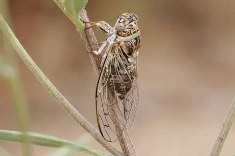 Texas Plain Flag-Bearer