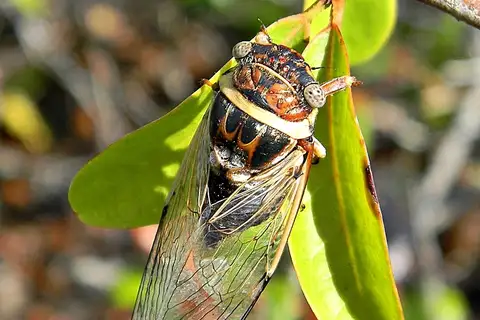 Atlantic Saltmarsh Cicada