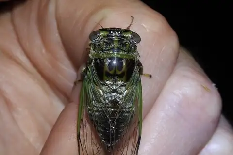 Green-winged Cicada