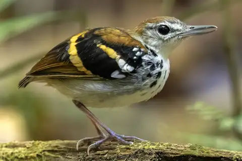 Banded Antbird