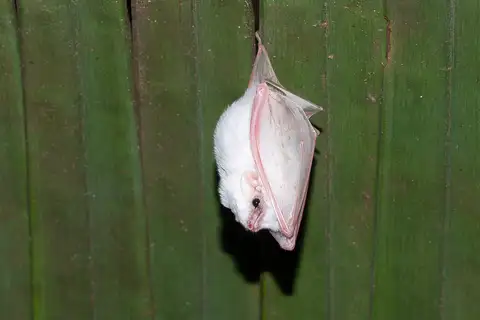 Northern Ghost Bat