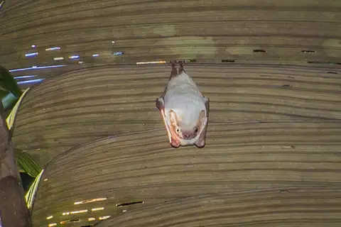Greater Ghost Bat