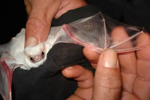 Lesser Ghost Bat